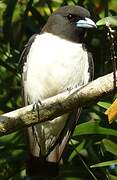 White-breasted Woodswallow