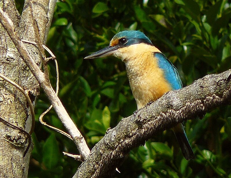 Sacred Kingfisheradult, identification, Behaviour