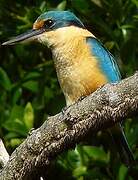 Sacred Kingfisher