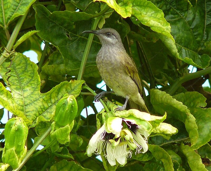 Grey-eared Honeyeater, identification