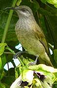 Grey-eared Honeyeater