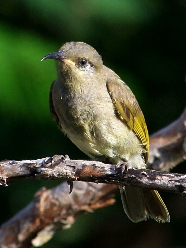 Grey-eared Honeyeaterimmature, identification