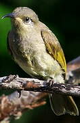 Grey-eared Honeyeater