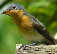 Melanesian Flycatcher