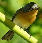 Melanesian Flycatcher