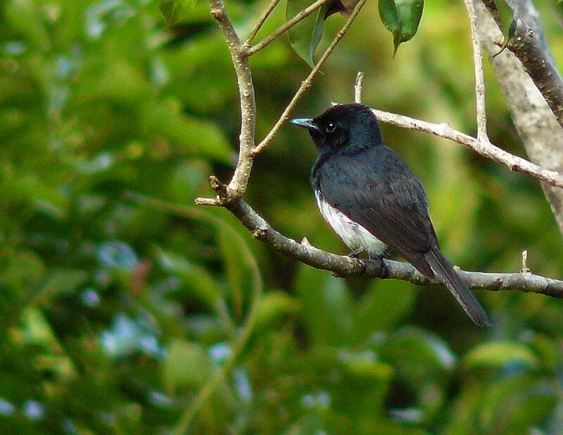 Melanesian Flycatcher male adult