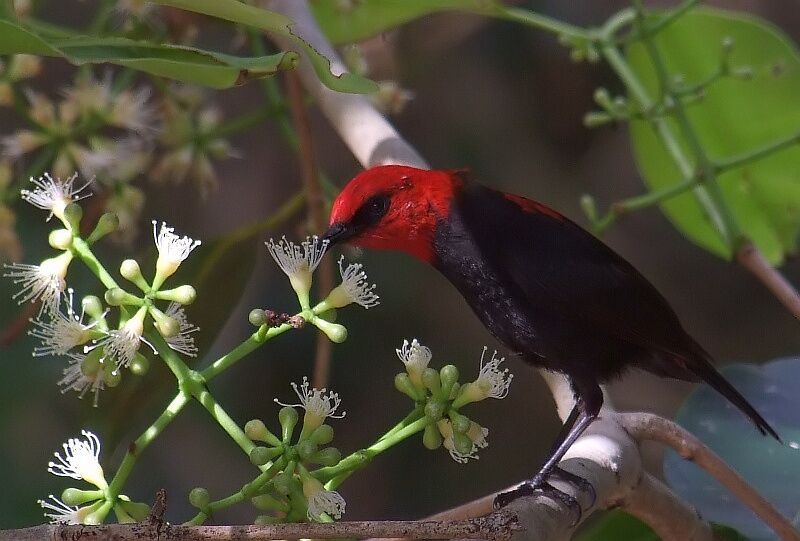 Myzomèle cardinal mâle adulte, identification, régime, Comportement