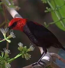 Myzomèle cardinal