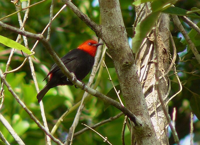 Myzomèle cardinal mâle adulte