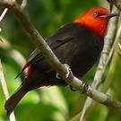 Myzomèle cardinal