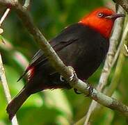 Myzomèle cardinal