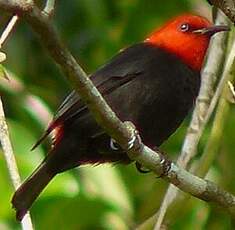 Myzomèle cardinal