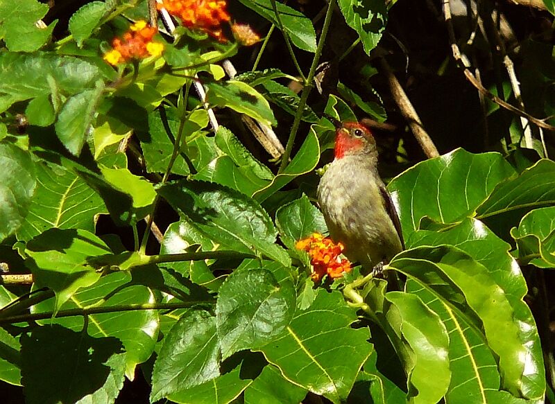 Cardinal Myzomela female adult