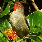 Myzomèle cardinal