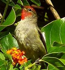 Myzomèle cardinal