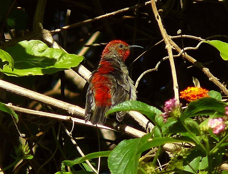 Cardinal Myzomela male immature