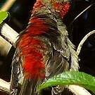 Myzomèle cardinal
