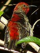 Cardinal Myzomela