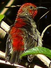 Myzomèle cardinal