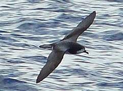 Gould's Petrel