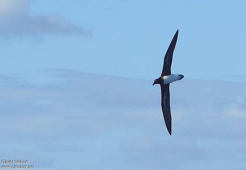 Tahiti Petrel, Flight