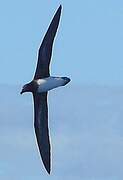 Tahiti Petrel