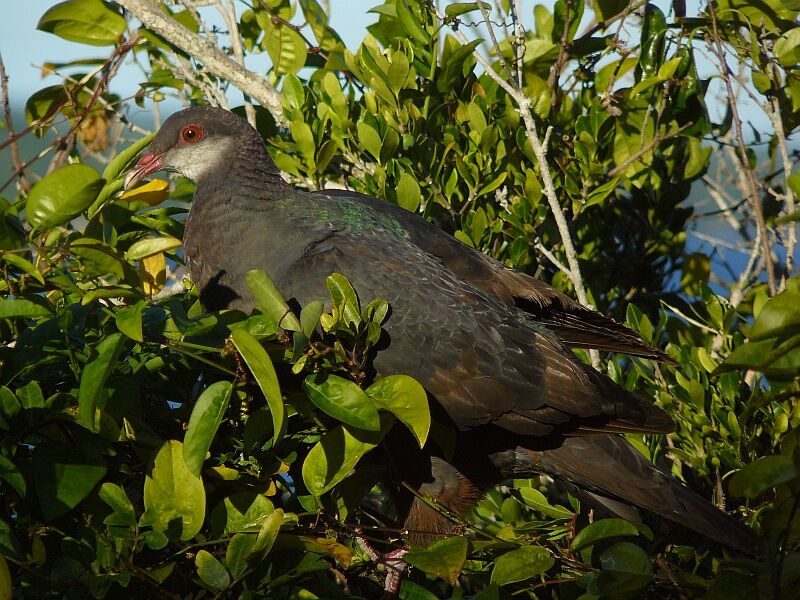 Metallic Pigeonimmature, identification