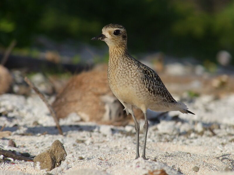 Pluvier fauveadulte internuptial, identification