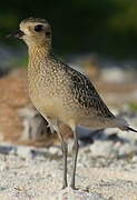 Pacific Golden Plover