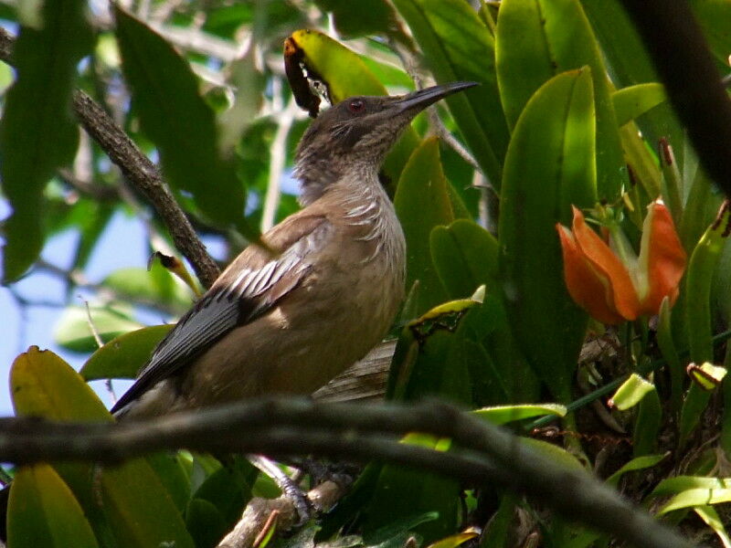 New Caledonian Friarbirdadult, feeding habits