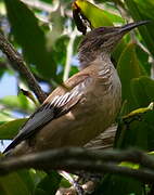 New Caledonian Friarbird