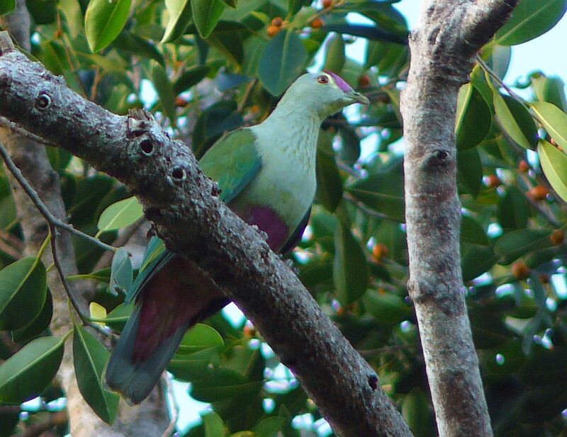 Red-bellied Fruit Doveadult, identification