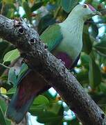 Red-bellied Fruit Dove