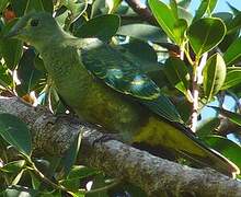 Red-bellied Fruit Dove