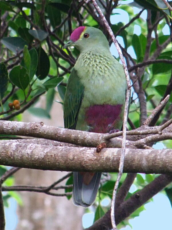 Red-bellied Fruit Doveadult, identification