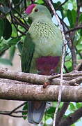 Red-bellied Fruit Dove