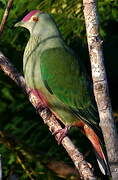 Red-bellied Fruit Dove