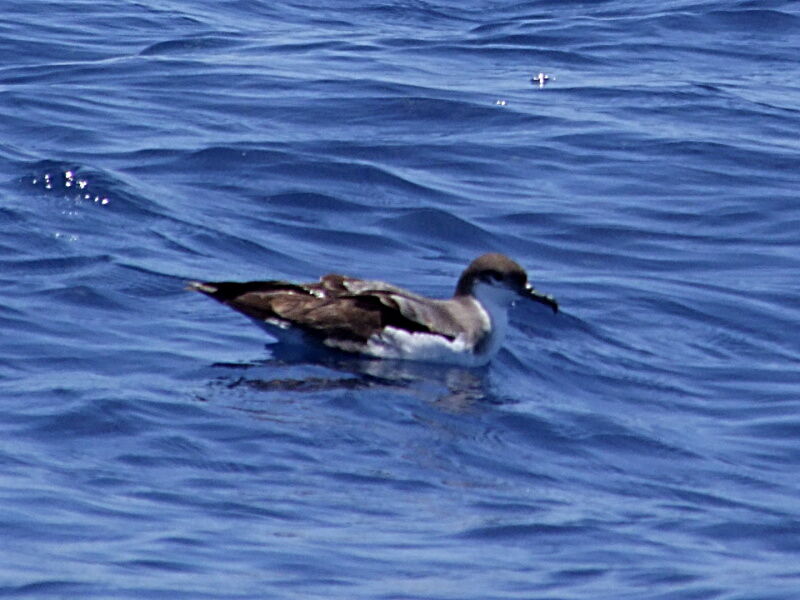 Buller's Shearwater