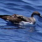 Puffin de Buller