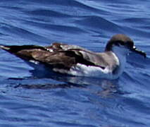 Buller's Shearwater