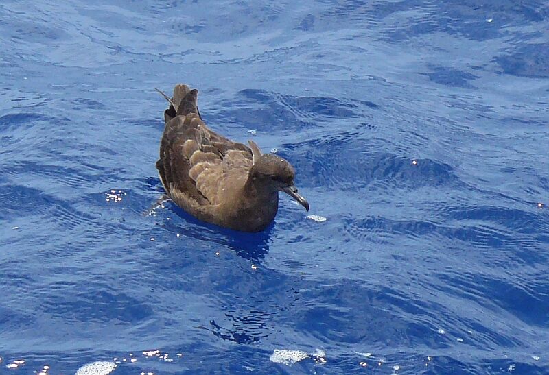 Wedge-tailed Shearwater, identification