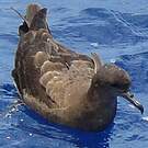 Puffin fouquet