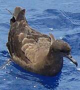 Wedge-tailed Shearwater