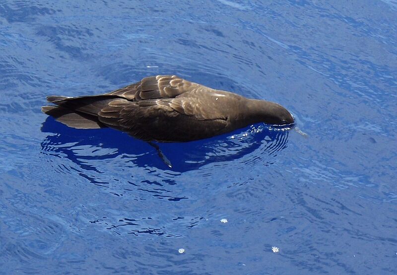 Wedge-tailed Shearwater, identification, Behaviour