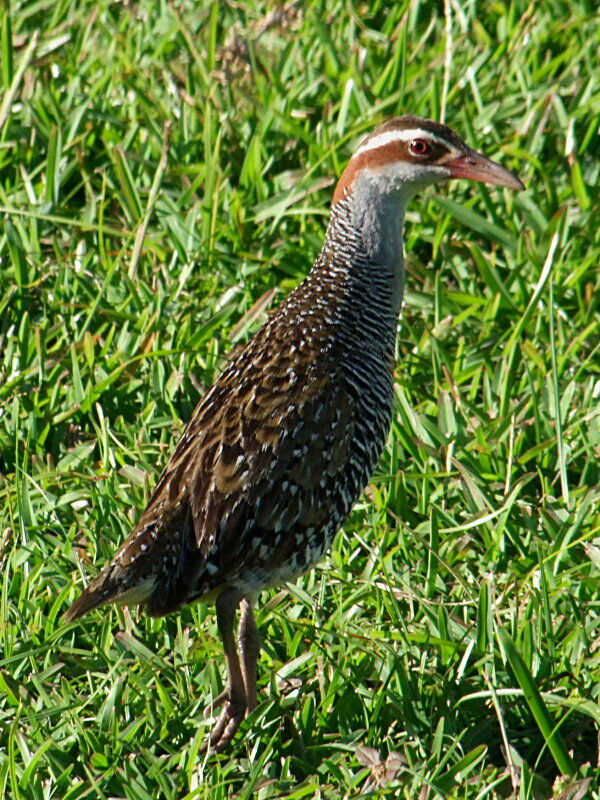 Buff-banded Railadult, identification, Behaviour