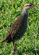 Buff-banded Rail