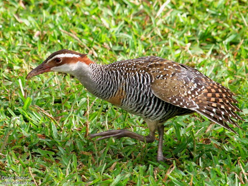 Buff-banded Railadult, identification, Behaviour