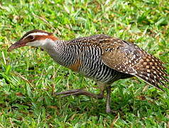 Buff-banded Rail