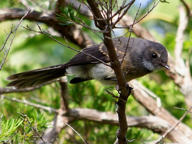 Grey Fantailadult, identification, Behaviour