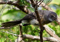 Grey Fantail